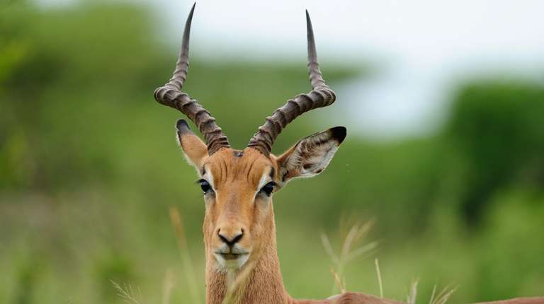 2 Days Maasai Mara Safari Tour trip - alternative tour available