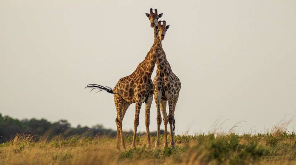 2 Days Maasai Mara Safari Tour - Safaribook - Kenya - Image 2