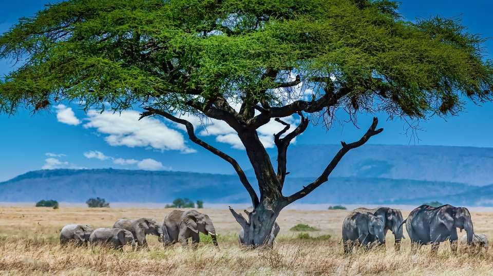2 Days Maasai Mara Safari Tour - Safaribook - Kenya - Image 3