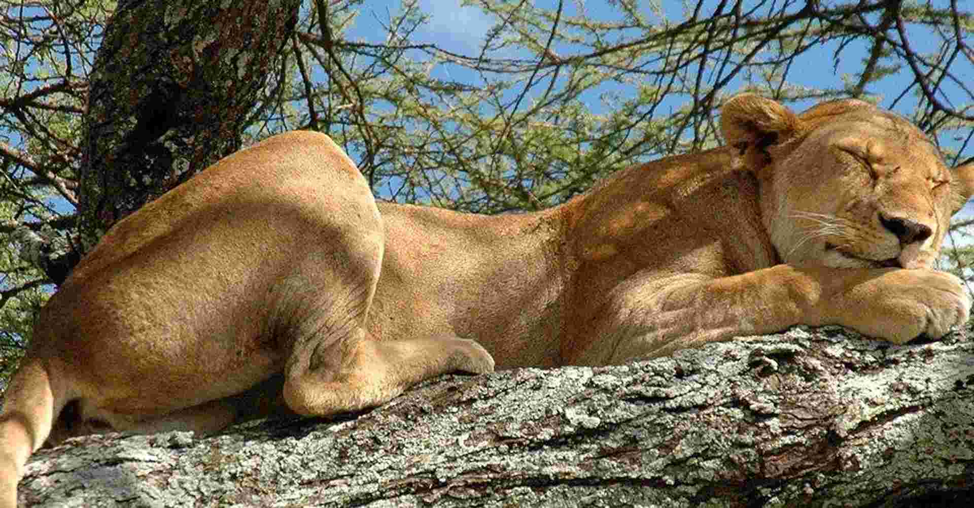 2 Days Safari - Lake Manyara & Ngorongoro