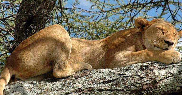 2 Days Safari - Lake Manyara & Ngorongoro - 2 days