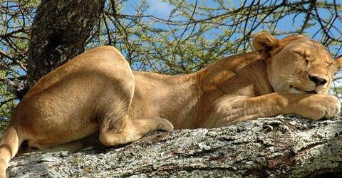 2 Days Safari - Lake Manyara & Ngorongoro - March 2026