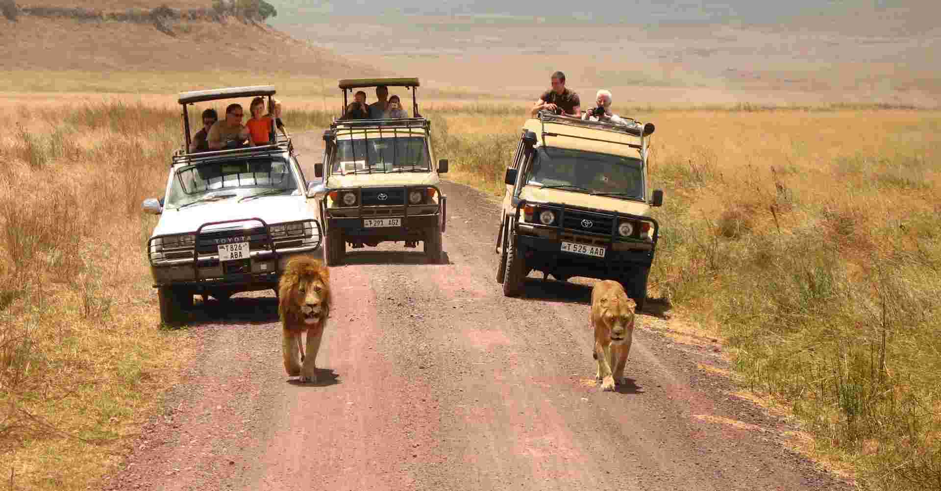 2 Days Safari - Manyara and Ngorongoro
