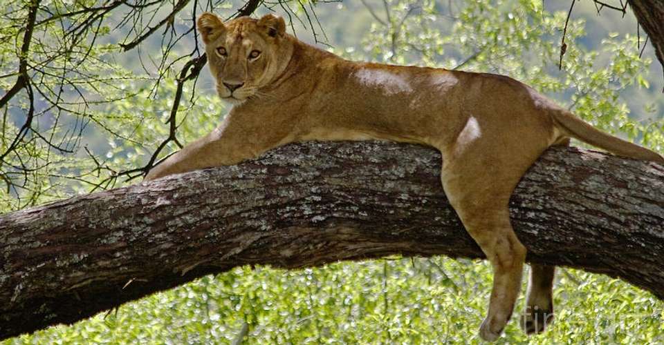 2 Days Safari - Manyara and Ngorongoro - Enosa Expeditions - Tanzania - Image 2