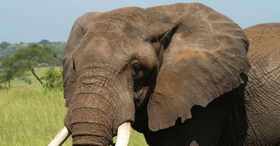 2 Days Safari - Tarangire and Ngorongoro - Enosa Expeditions - Tanzania - Image 2