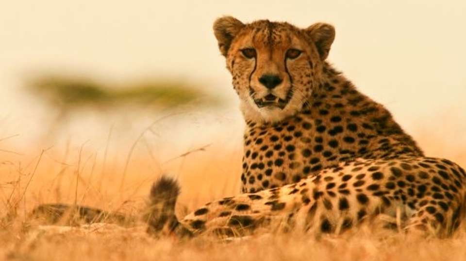 2 Days Tarangire and Ngorongoro Wildlife Safari - Lights On Africa Destinations & Safaris - Tanzania - Image 2