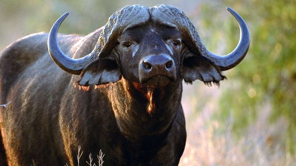 2 Days Tarangire and Ngorongoro Wildlife Safari - Lights On Africa Destinations & Safaris - Tanzania - Image 3