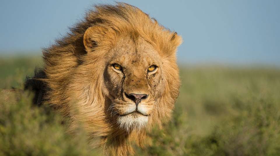 2 Days Tarangire and Ngorongoro Wildlife Safari - Lights On Africa Destinations & Safaris - Tanzania - Image 4