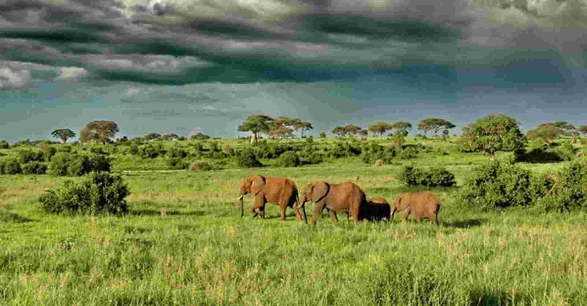 2 Days Tarangire and Ngorongoro Wildlife Safari