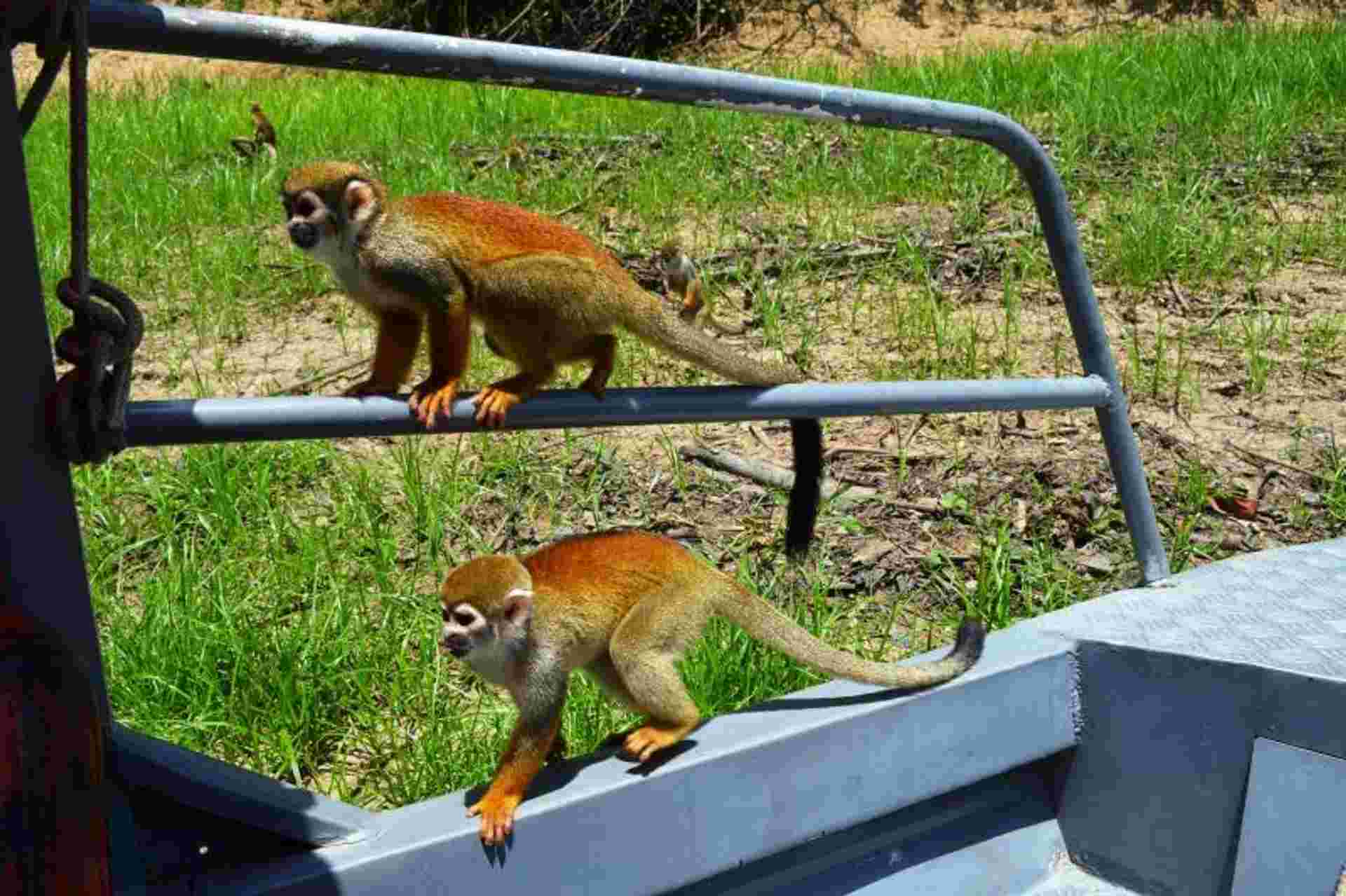 2 Nights Package in Amazon Jungle with Fan