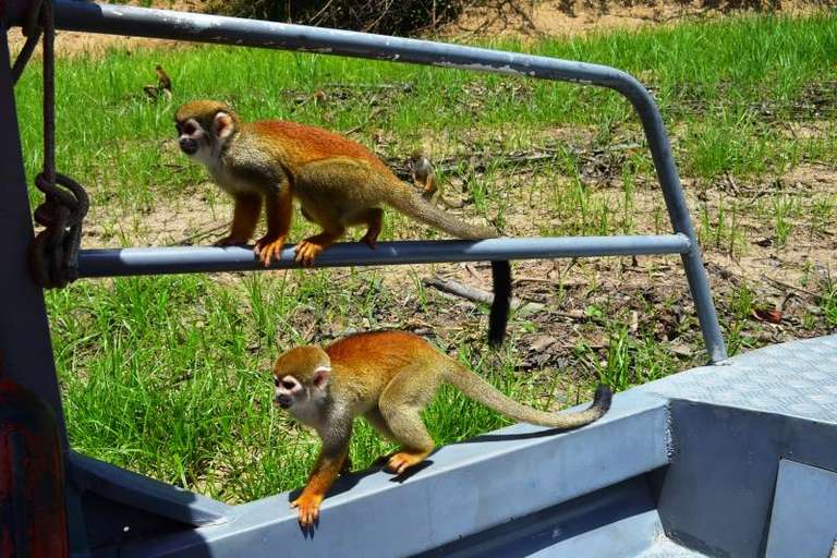 2 Nights Package in Amazon Jungle with Fan trip - alternative tour available