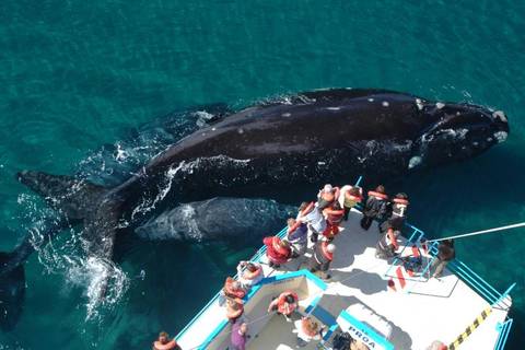 20-day Complete Patagonia & Iguazu Tour - Fall Tours