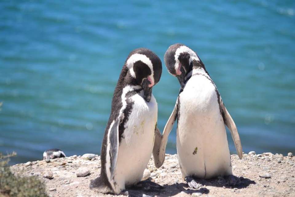 20-Day Complete Patagonia & Iguazu Tour - Tangol Tours - Argentina - Image 10
