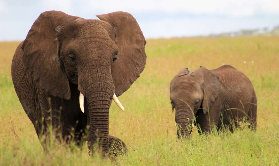 21-day Serengeti to Victoria Falls Accommodated - Acacia Africa - Kenya - Image 6