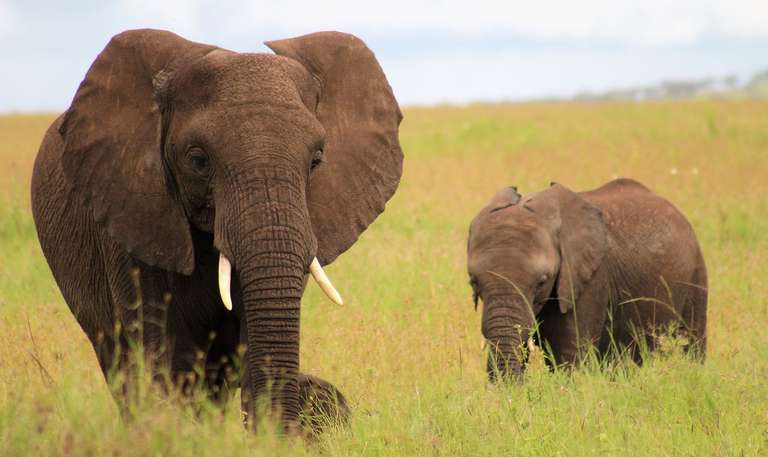 21-day Serengeti to Victoria Falls Accommodated trip - alternative tour available