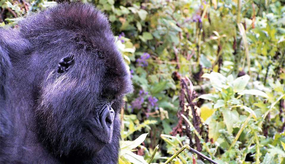 28-day Game Parks, Gorillas  Zanzibar Accommodated - Acacia Africa - Kenya - Image 3