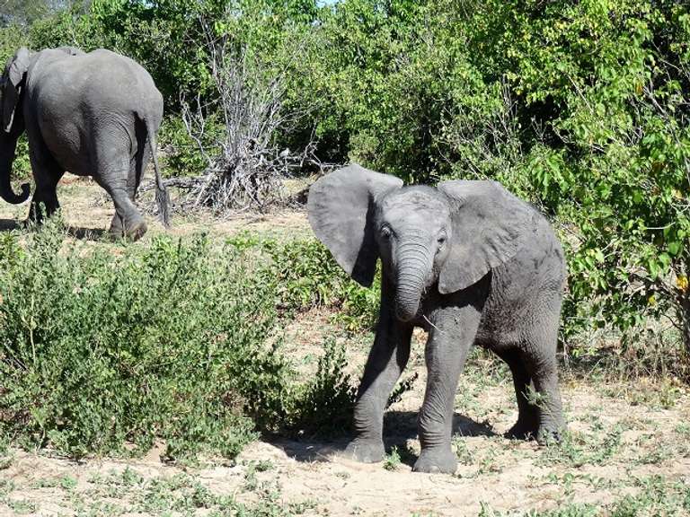 28-day Game Parks, Gorillas Zanzibar Accommodated trip - alternative tour available