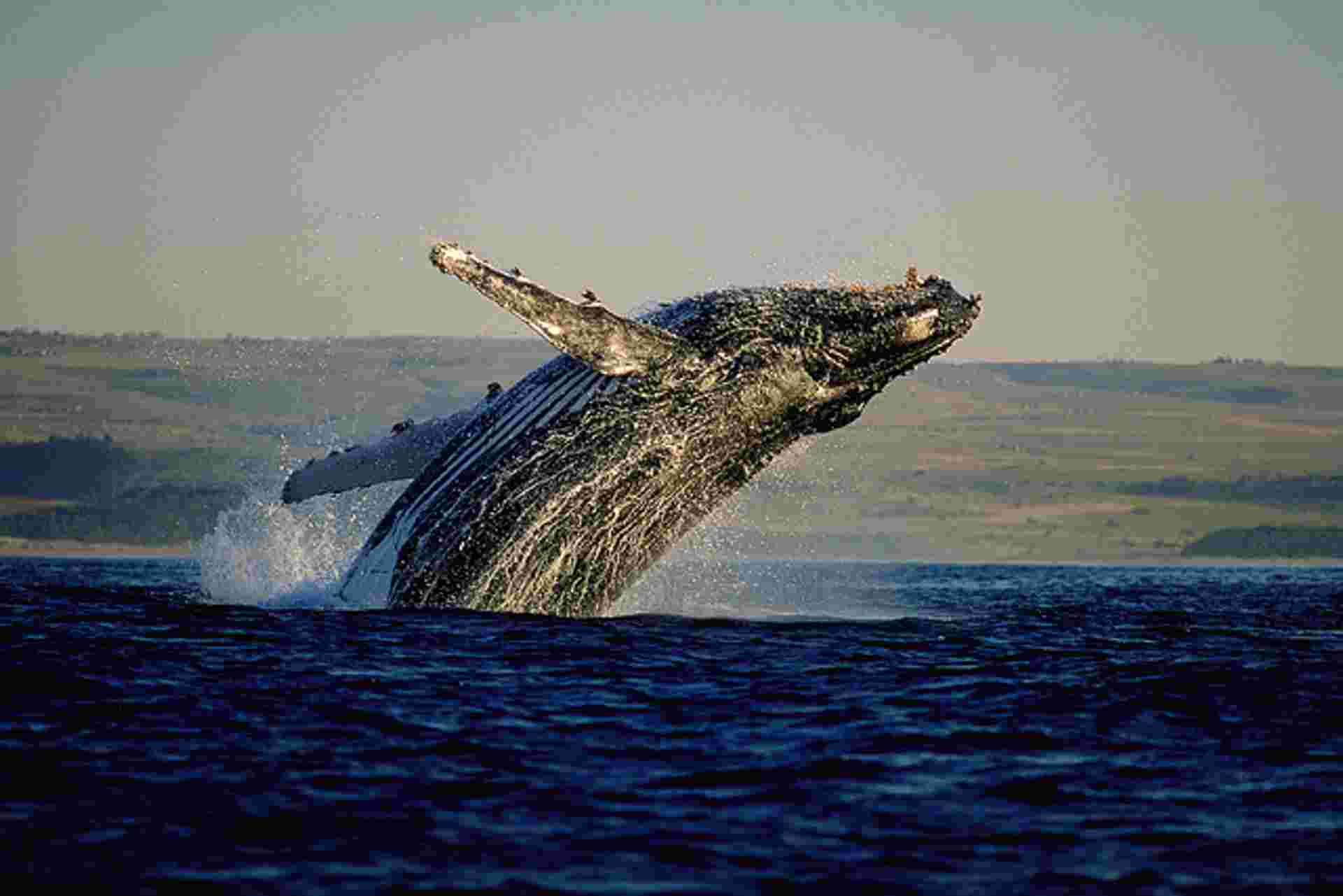 28-day Game Parks, Gorillas  Zanzibar Camping