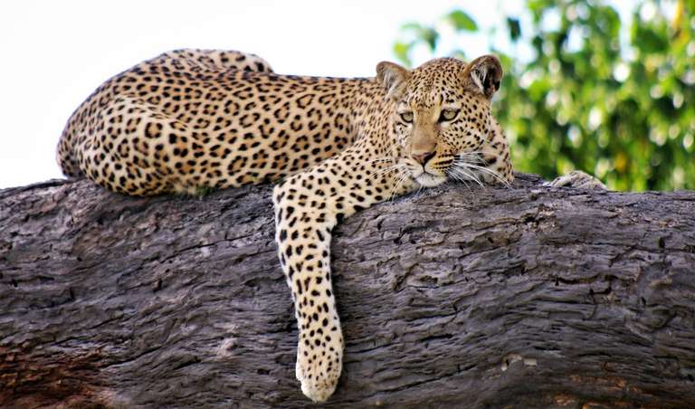 28-day Game Parks, Gorillas Zanzibar Camping trip - alternative tour available