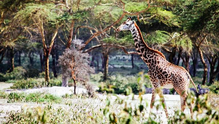 29-day Kruger Victoria Falls to Serengeti Camping trip - alternative tour available