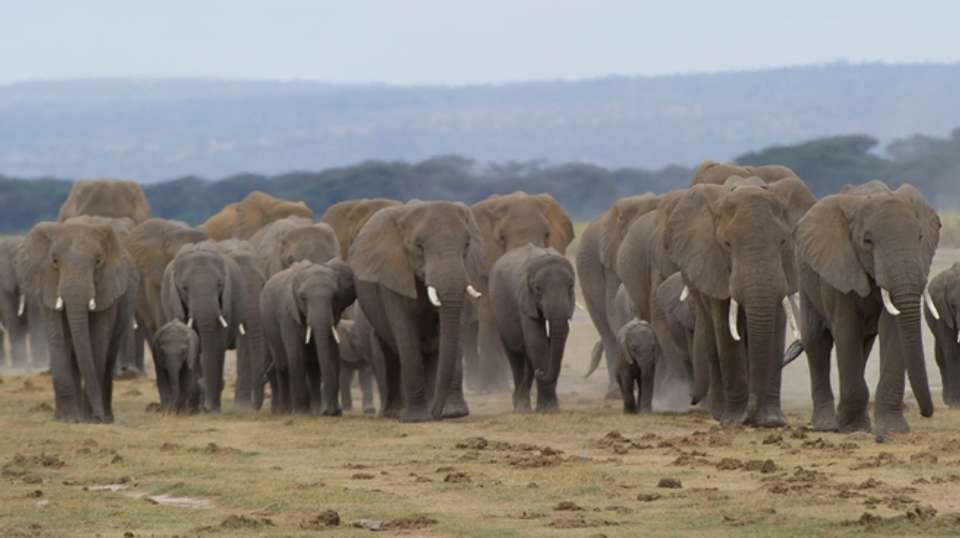 2Days Amboseli Luxury Safari - Gracepatt Ecotours Kenya - Kenya - Image 2