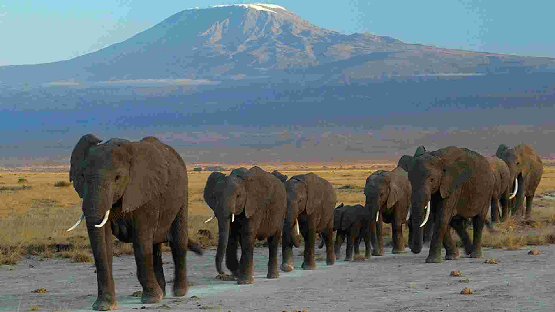 2Days Amboseli Luxury Safari