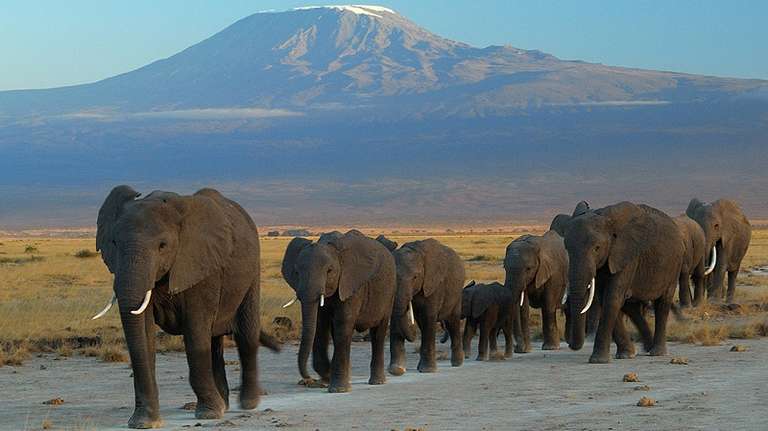 2Days Amboseli Luxury  Safari trip - alternative tour available