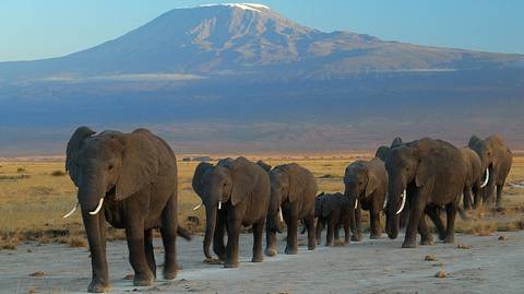 2days Amboseli Luxury Safari - September 2027
