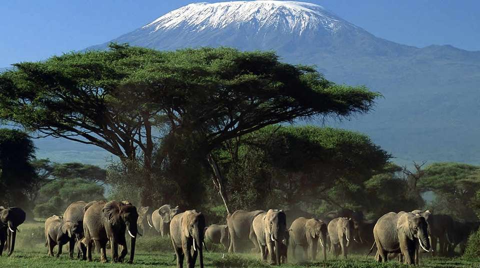 2Days Amboseli Luxury Safari - Gracepatt Ecotours Kenya - Kenya - Image 3