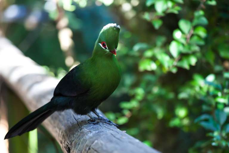 3-day Cape Garden Route Express - West Accommodated trip - alternative tour available