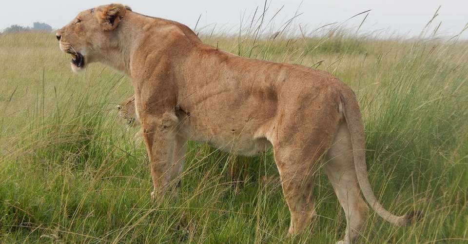 3 Day Maasai Mara Budget Adventure Safari - Southern Valley Safaris - Kenya - Image 2