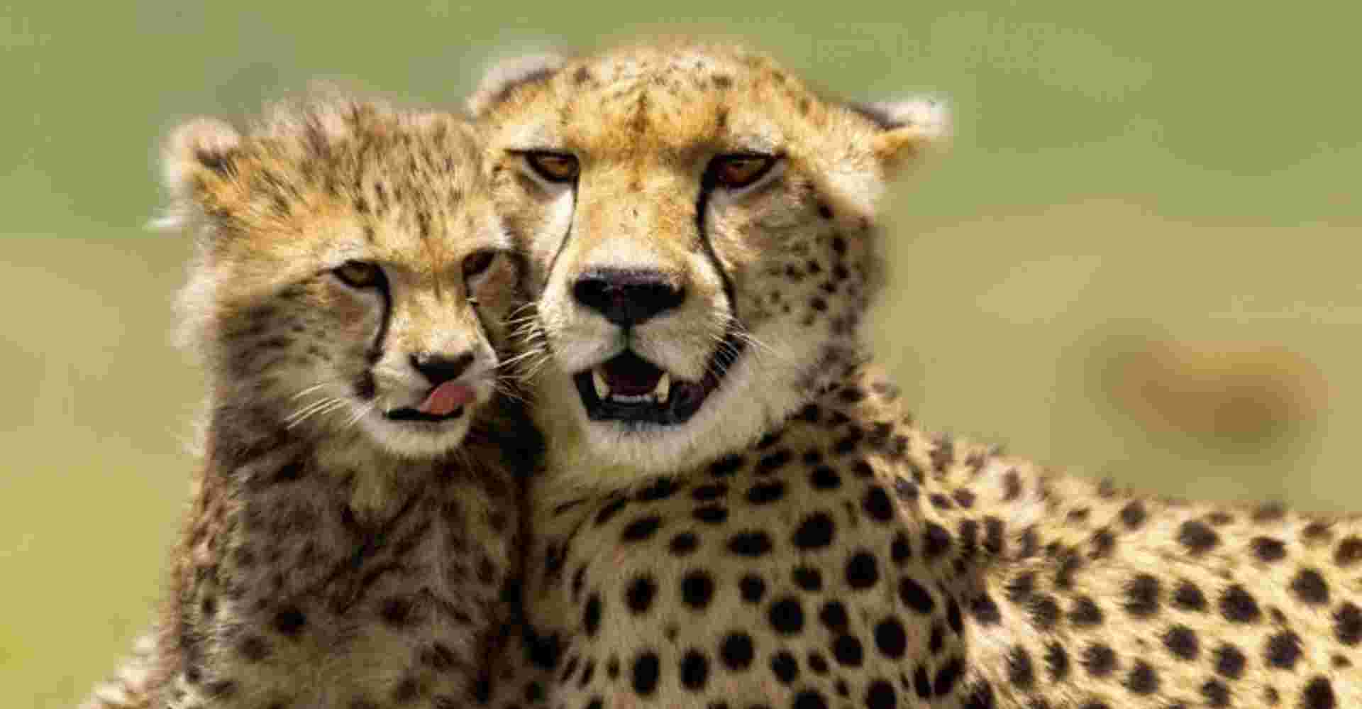 3 Day Maasai Mara Budget Adventure Safari