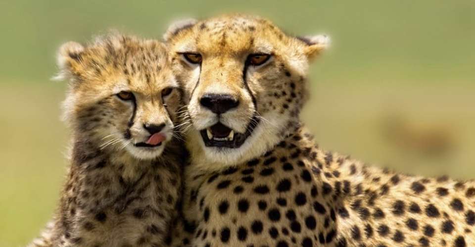 3 Day Maasai Mara Budget Adventure Safari - Southern Valley Safaris - Kenya - Image 1