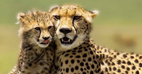 3 Day Maasai Mara Budget Adventure Safari - 3 Days