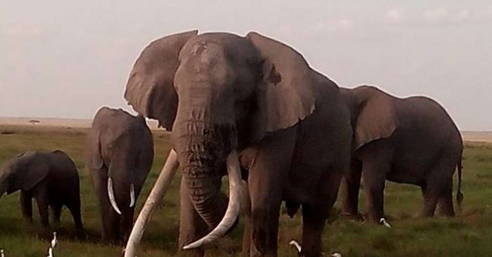 3 Day Maasai Mara Budget Adventure Safari - Southern Valley Safaris - Kenya - Image 3