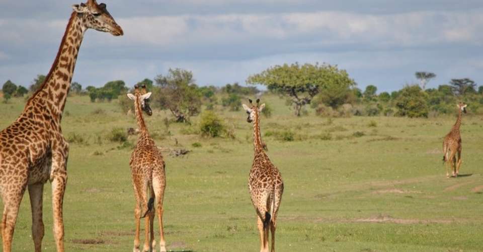 3 Day Maasai Mara Budget Adventure Safari - Southern Valley Safaris - Kenya - Image 4