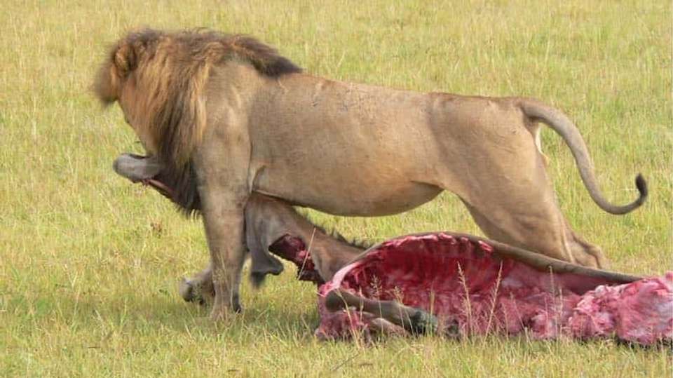 3-day maasai mara safari - Baboon Budget Safaris - Kenya - Image 2