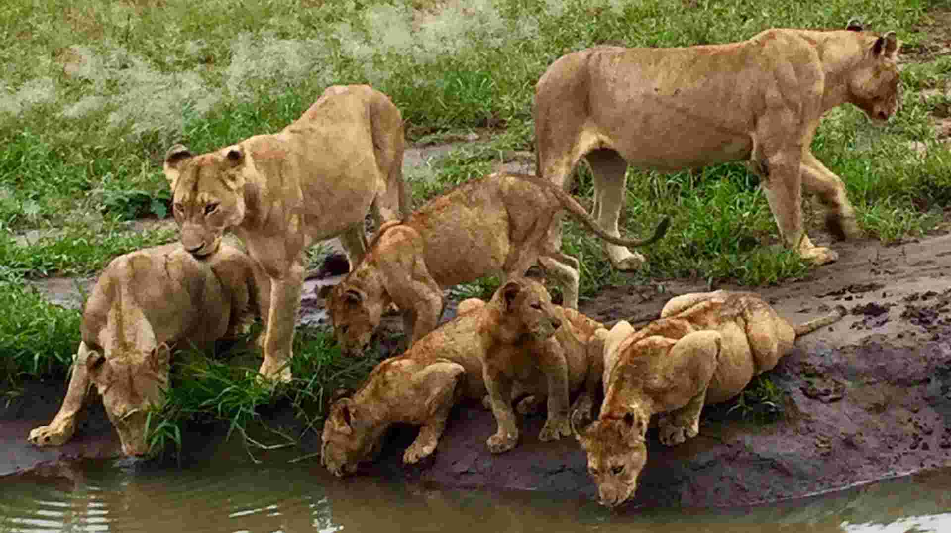 3-day maasai mara safari