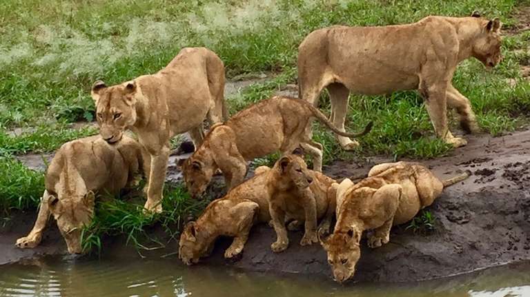 3-day maasai mara safari - 3 days