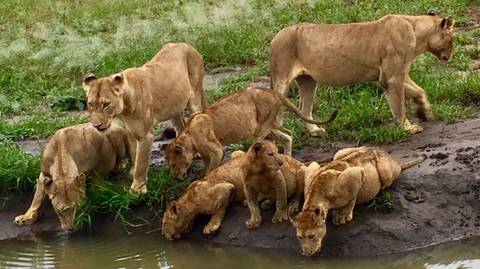 3-day Maasai Mara Safari - 3 Days