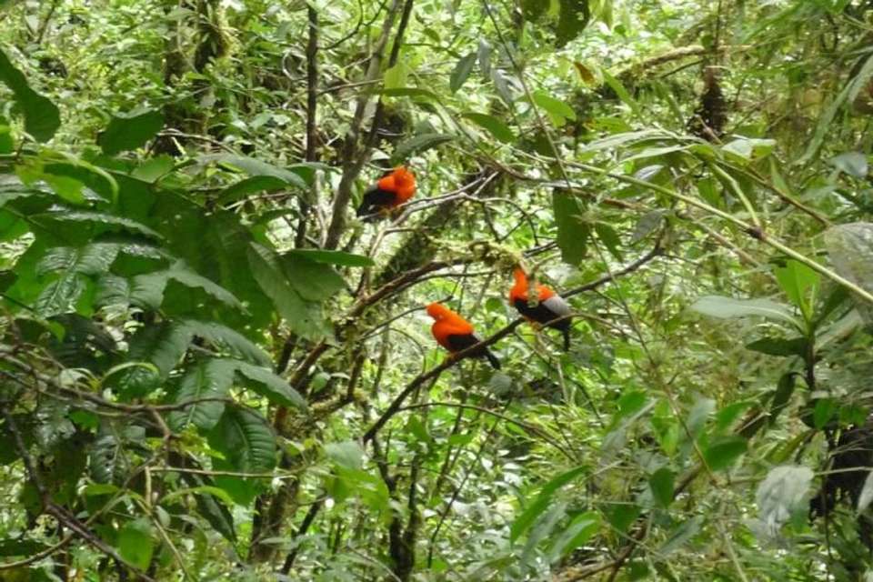 3-Day Manu National Park Tour from Cusco - Tangol Tours - Peru - Image 3