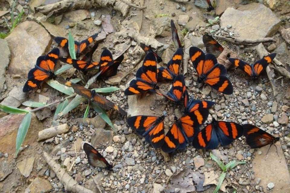 3-Day Manu National Park Tour from Cusco - Tangol Tours - Peru - Image 4