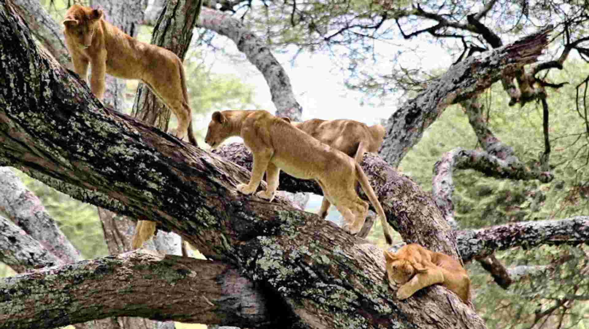 3-Day Small-Group Safari: Tarangire, Manyara & Ngorongoro