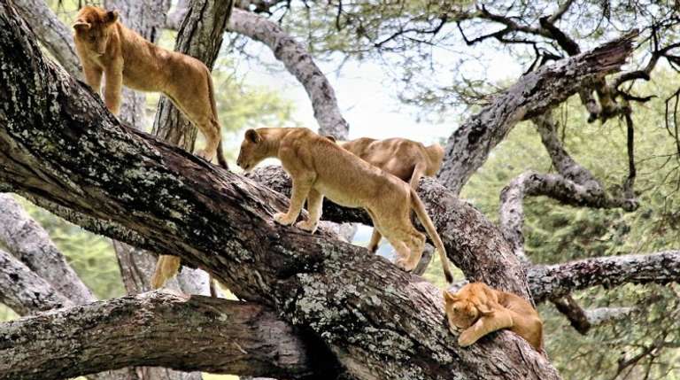 3-Day Small-Group Safari: Tarangire, Manyara & Ngorongoro - 3 days