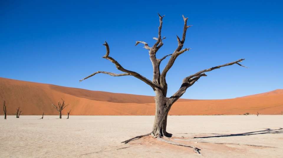 3 Day Sossusvlei Express - Chameleon Safaris Namibia - Namibia - Image 5
