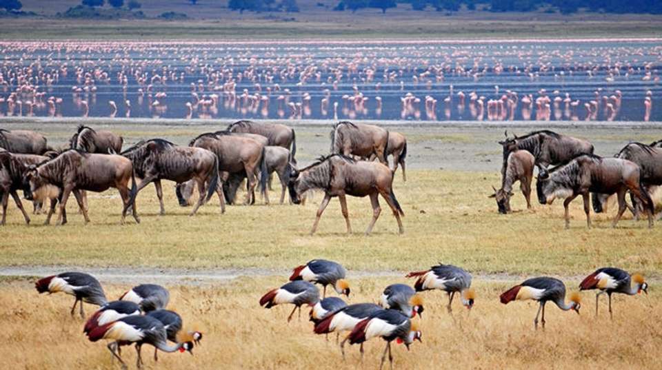 3-Day Tanzania Camping Safari - Dahlia Africa - Tanzania - Image 3