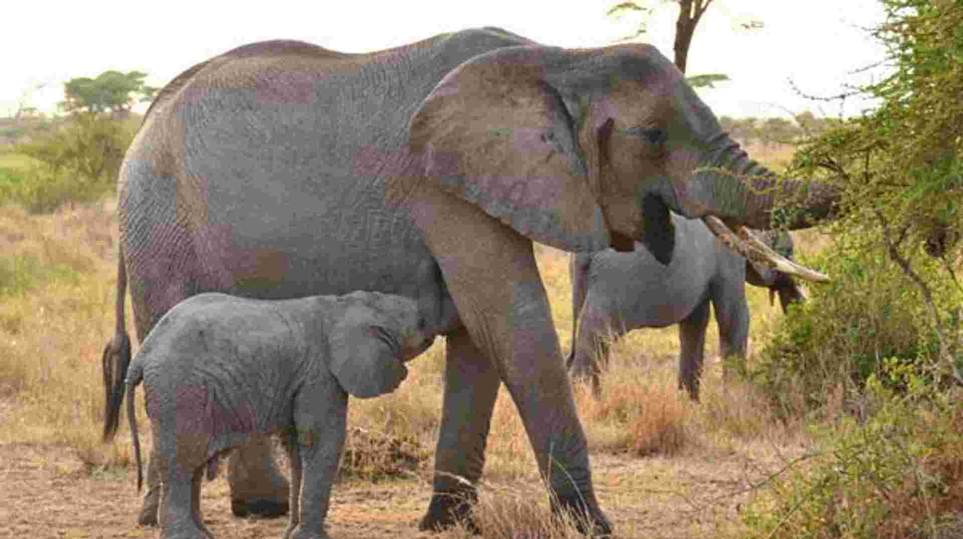 3-Day Tanzania Camping Safari