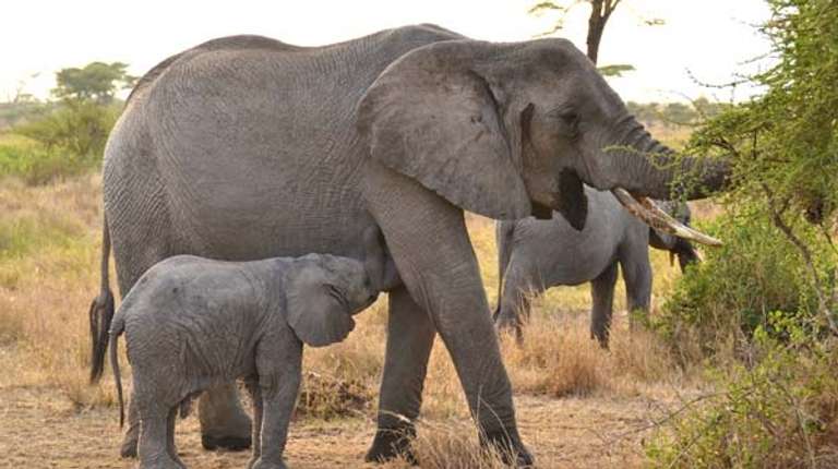 3-Day Tanzania Camping Safari trip - alternative tour available