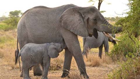 3-day Tanzania Camping Safari - 3 Days