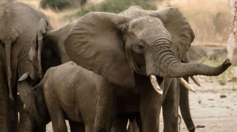 3-Day Tanzania Safari  - Dahlia Africa - Tanzania - Image 2